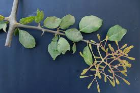 Image result for Pisonia aculeata