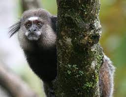 In the state of rio de janeiro, where it was introduced along with the common marmoset, it is considered an invasive species that threatens the survival of endangered golden lion tamarins through competition. Weid S Black Tufted Ear Marmoset Life Expectancy