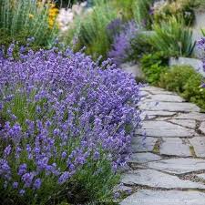 Maybe you would like to learn more about one of these? 200 True English Lavender Seeds Etsy In 2021 Lavender Seeds Munstead Lavender Lavender Plant