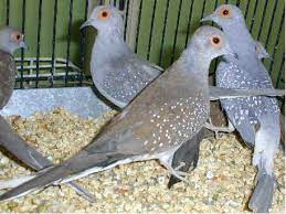 Caring For Your New Diamond Doves Geopelia Cuneate With Pictures Pet Birds Bird Aviary Bird Care
