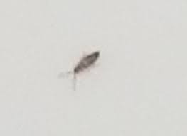 Adults live just a few weeks in the wild, and a bit longer if bred in a laboratory. Tiny Crawling Bugs In Bathroom Sink Trendecors