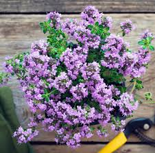 Image result for Thesium cymosum