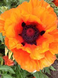 Giant Poppy Plants Foliage Poppies