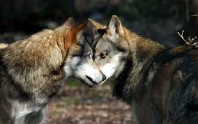 The wolf is the national animal of italy.this animal belongs to the family of canidae, together with animals such as dogs, jackals and dingoes. The 11 Species That Have Been Saved Thanks To Italian Parks Lifegate
