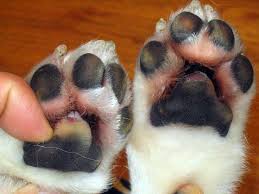 But their paw pads shouldn't be — unless they happen to be suffering from hyperkeratosis. Burned Dog Paws How To Naturally Treat Your Dog S Injured Paws Dog Paw Pads Dog Paws Dog Pads