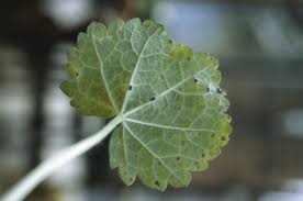 Sterilize benches and propagation rooms with an appropriate greenhouse disinfectant. Heuchera Rust Rhs Gardening