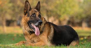 Il pastore olandese ha molti meno problemi di displasia dell'anca o di stenosi della colonna vertebrale rispetto al pastore tedesco, mentre è di taglia maggiore ed è più potente rispetto al malinois, per cui risulta esser un cane molto idoneo al lavoro di cane poliziotto. Pastore Tedesco Carattere Salute Cuccioli E Allevamento Sweetanimals