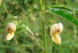 Image result for Aeschynomene