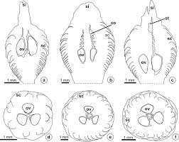 Image result for Eriocoelum