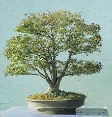 Is this because we received so much rain in lichens look like fuzzy patches on tree trunks. The Famous Japanese Maple Bonsai Empire