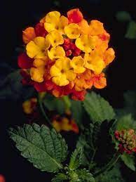 The University Of Texas At Austin Lantana Deer Resistant Plants Plant Images
