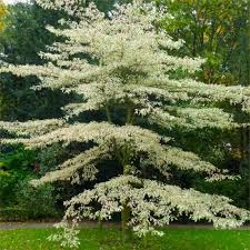 Image result for Cornus