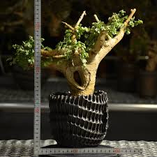 Image result for Cyphostemma saxicola