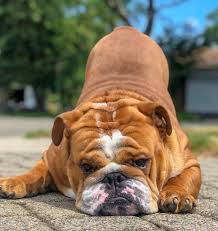 Some dogs will shed more than others, even within a breed. Pin By Erich Gomez On Dooogs In 2020 Bulldog Images Pet Shed Bulldog