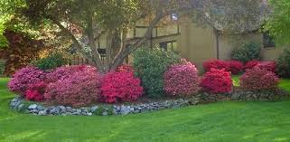 How To Grow Azaleas Azaleas Landscaping Shade Loving Flowers Planting Flowers