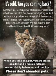When You Take On A Pet You Are Taking On A Life And A Responsibility To Take Care Of That Life Don T Abandon Pets Cats Feral Cats We Are Best Friends
