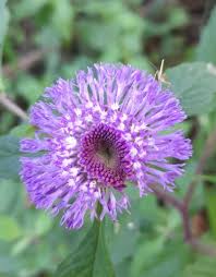 Image result for Centratherum