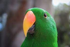 Advice On Trimming A Bird S Beak