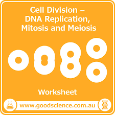 Describe the purpose of mitosis _duplication division draw a picture of what a cell looks like during cytokinesis. Cell Division Dna Replication Mitosis And Meiosis Worksheet Good Science