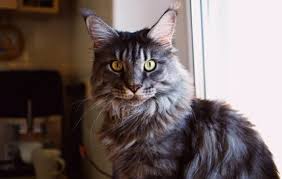 Maine coon cats love playing with water; How Long Does It Take For A Maine Coon To Fully Grow Catstourguide