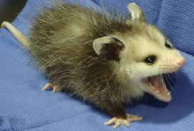 Baby Opossum Opossums Make That Scary Wide Mouth Face And Hiss But They Are Gentle Creatures They Do Not Carry Rabie Baby Possum Baby Opossum Awesome Possum
