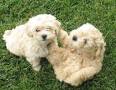 - Virginia Maltese Rescue - ADOPTIONS - Rescue Me!