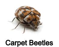 I had another swi debris removal service provides quality debris removal in pittsburgh, pa. Budget Pest Control Best Pest Control Pittsburgh Pa