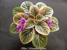 This leaf type was first introduced in 1959. 140 African Violet Things Ideas African Violets Saintpaulia African Violets Plants