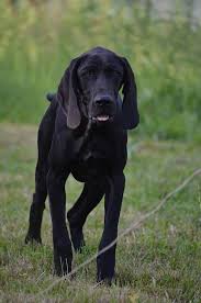 Most common is the famous black and tan combo. Holy Ears Solid Black Gsp Gsp Dogs German Shorthaired Pointer German Shorthaired Pointer Dog