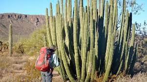 It may shrivel but it will inflate again once you water it. Organ Pipe Cactus Wilderness 2018 Wilderness Need
