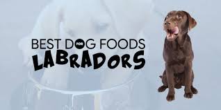 Best dog food for labrador puppies faqs. 6 Best Dog Foods For Labradors Wet Moist Hypoallergenic Reviews