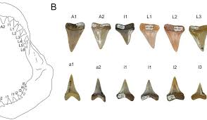 The female sharks are bigger in size than the male shark, in general. Prehistoric Great White Shark Nursery Discovered In Chile Smart News Smithsonian Magazine