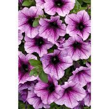 Proven Winners 4 Pack 4 25 In Grande Supertunia Bordeaux Petunia Live Plant Purple Flowers Supprw1267524 The Home Depot In 2021 Petunias Flower Landscape Flower Garden Design