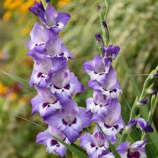 Image result for Gladiolus virgineus