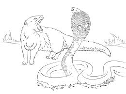 Snakes coloring pages free and printable. Coloring Pages Coloring Pages Cobra Printable For Kids Adults Free