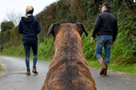 Ainsi, même si les animaux de compagnie peuvent avoir accès à. En Cas De Divorce Qui Garde Le Chien Ou Le Chat La Presse De La Manche