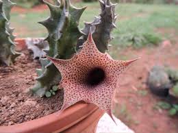 Image result for Huernia longituba