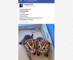 Jenis jenis kucing dan cara mengelus kucing yang benar menurut. Di Malaysia Jual Beli Satwa Langka Lewat Facebook