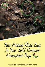 To avoid bugs spreading in the first place, make a habit of looking for pests when you water your indoor plants. Fast Moving White Bugs In Your Soil Common Houseplant Bugs Houseplant Bugs Indoor Plant Care Plant Bugs