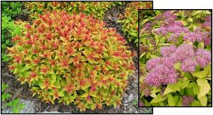 Image result for Spiraea bumalda