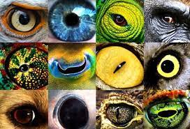 hayvanlar dunyayi nasil gorur eye animal eye art animals eyes