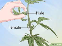 How To Identify Female And Male Marijuana Plants 9 Steps