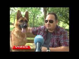 videolar youtube dogs animals sports