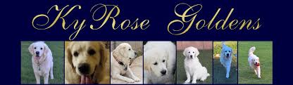 Purebred puppies for sale near me. Kyrose Goldens Tampa Florida Golden Retriever Puppies Tampa Florida