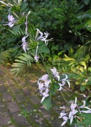 Image result for Hypoestes aristata