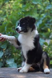 Buy and sell on gumtree australia today! Niels Purebred Healthy Australian Shepherd Puppy For Sale Newdoggy Com