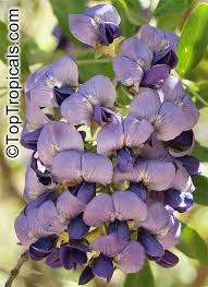 A good choice for patio areas, it is very clean and grows slowly to 15 feet tall and wide. Sophora Secundiflora Texas Mountain Laurel Toptropicals Com