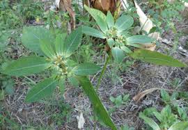 Image result for Euphorbia inaequilatera