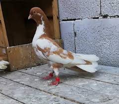 Miguel Lopez Garcia Adli Kullanicinin Middle East Pigeons Panosundaki Pin Guzel Kuslar Kus