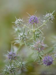 Image result for Vitellariopsis